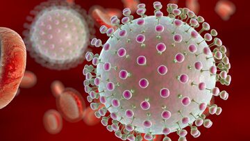 Wirus Zika we krwi - model