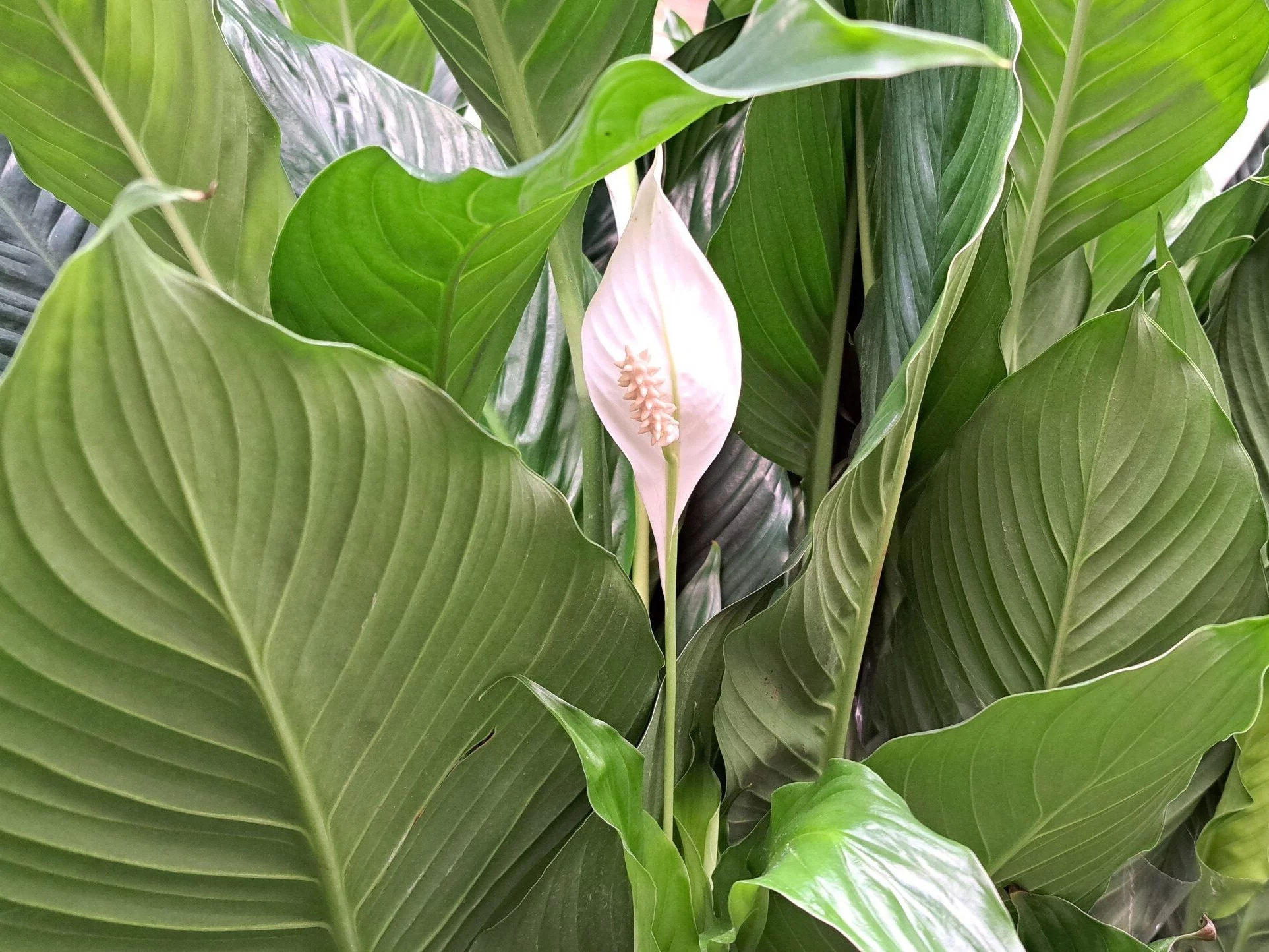 Skrzydłokwiat,  łac. Spathiphyllum