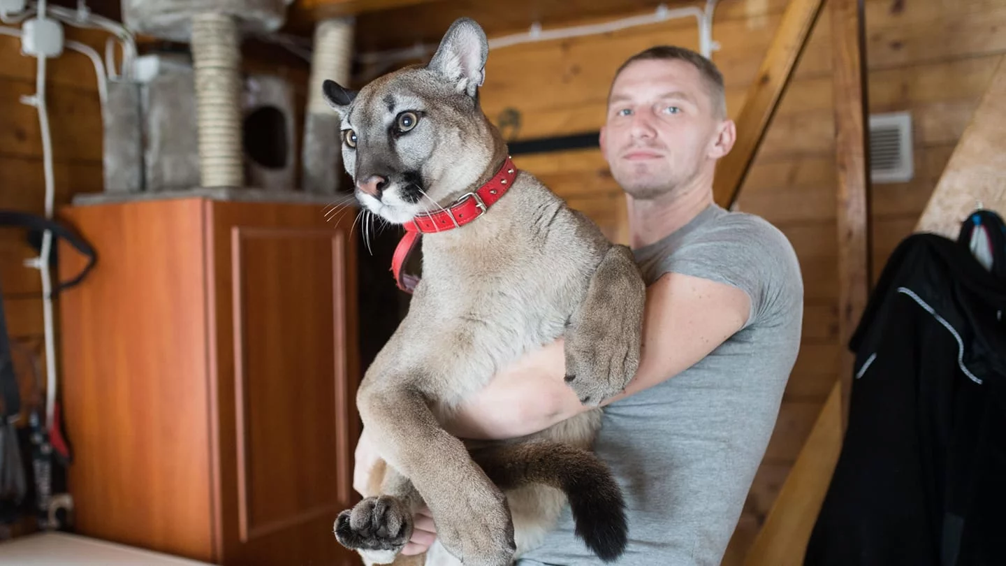 Kamil Stanek ze swoją pumą Nubią