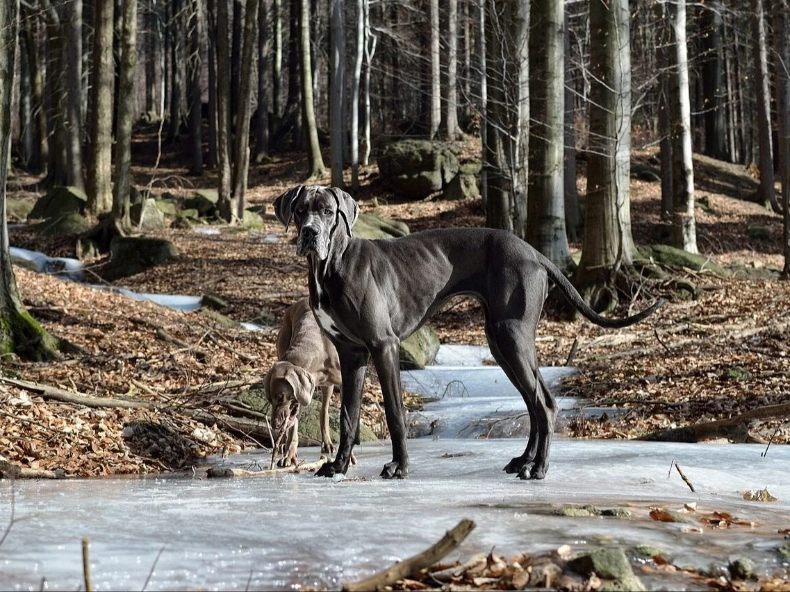 Dog niemiecki / zdjęcie ilustracyjne