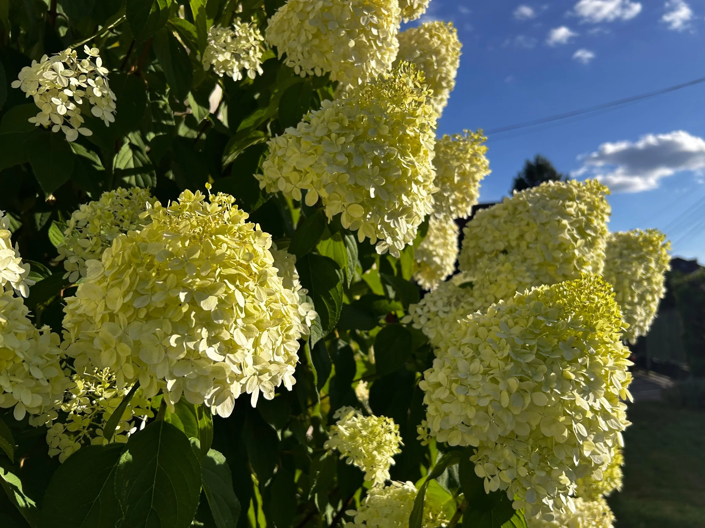 Hortensje