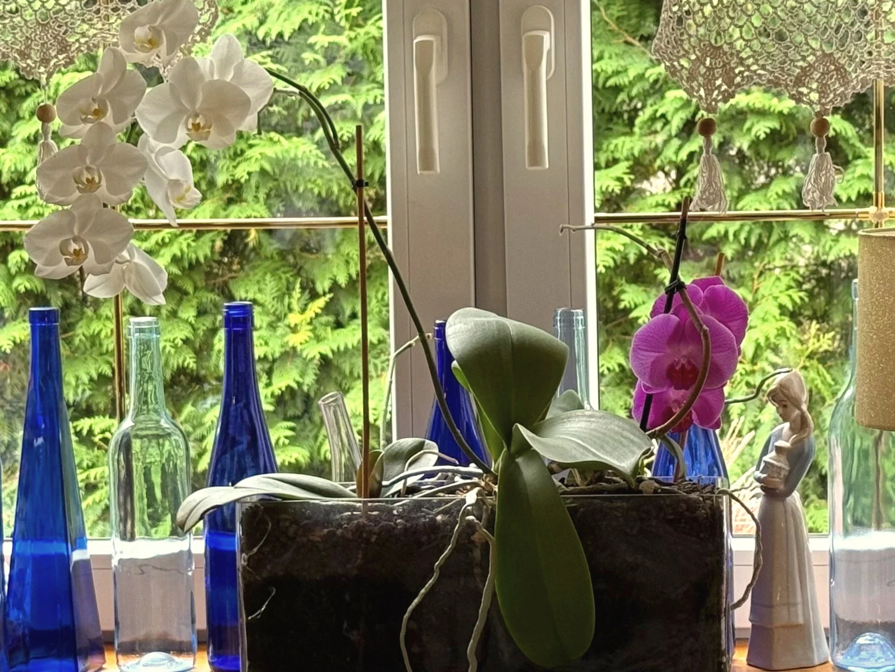 Wystarczy jeden prosty zabieg raz w miesiącu, by storczyk zaczął wypuszczać pąki i obsypał się kwiatami