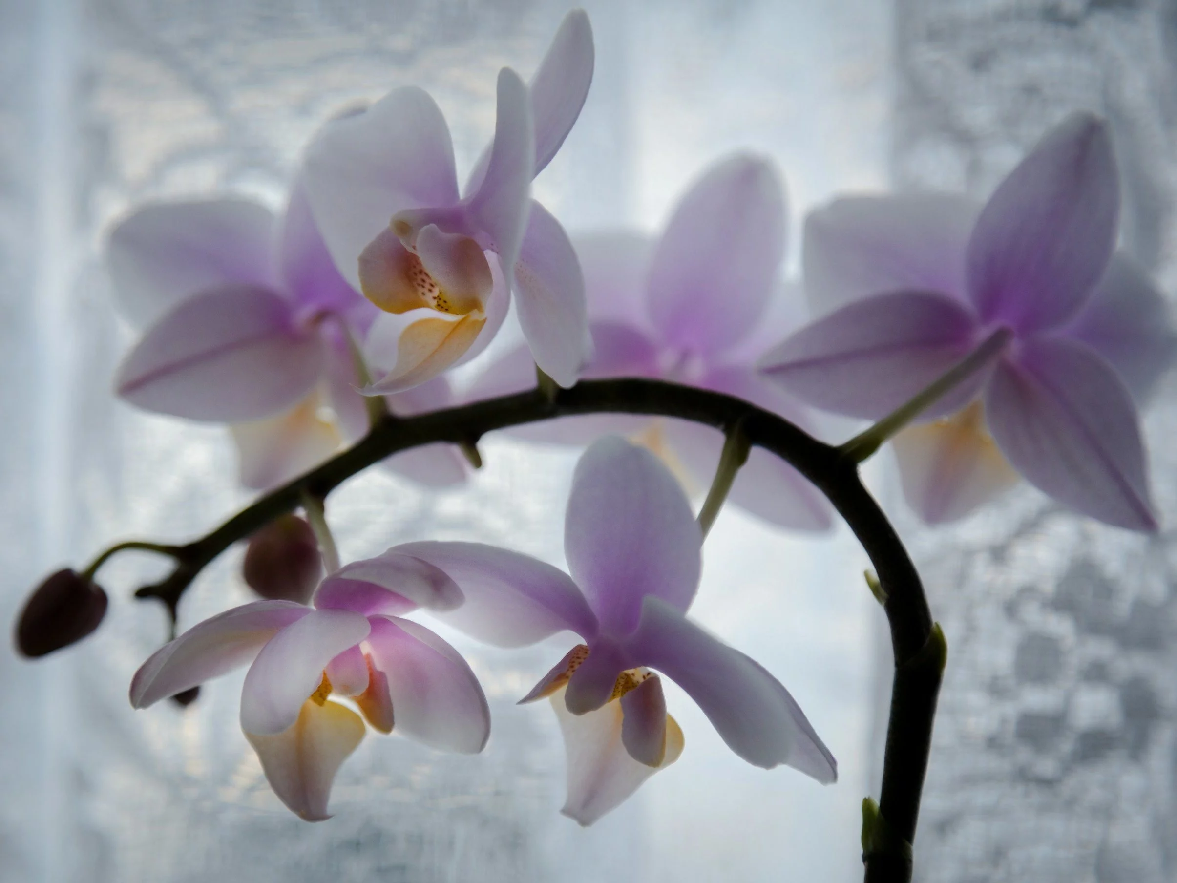 Wystarczy włożyć to do doniczki, by storczyk odzyskał formę i znów obsypał się kwiatami