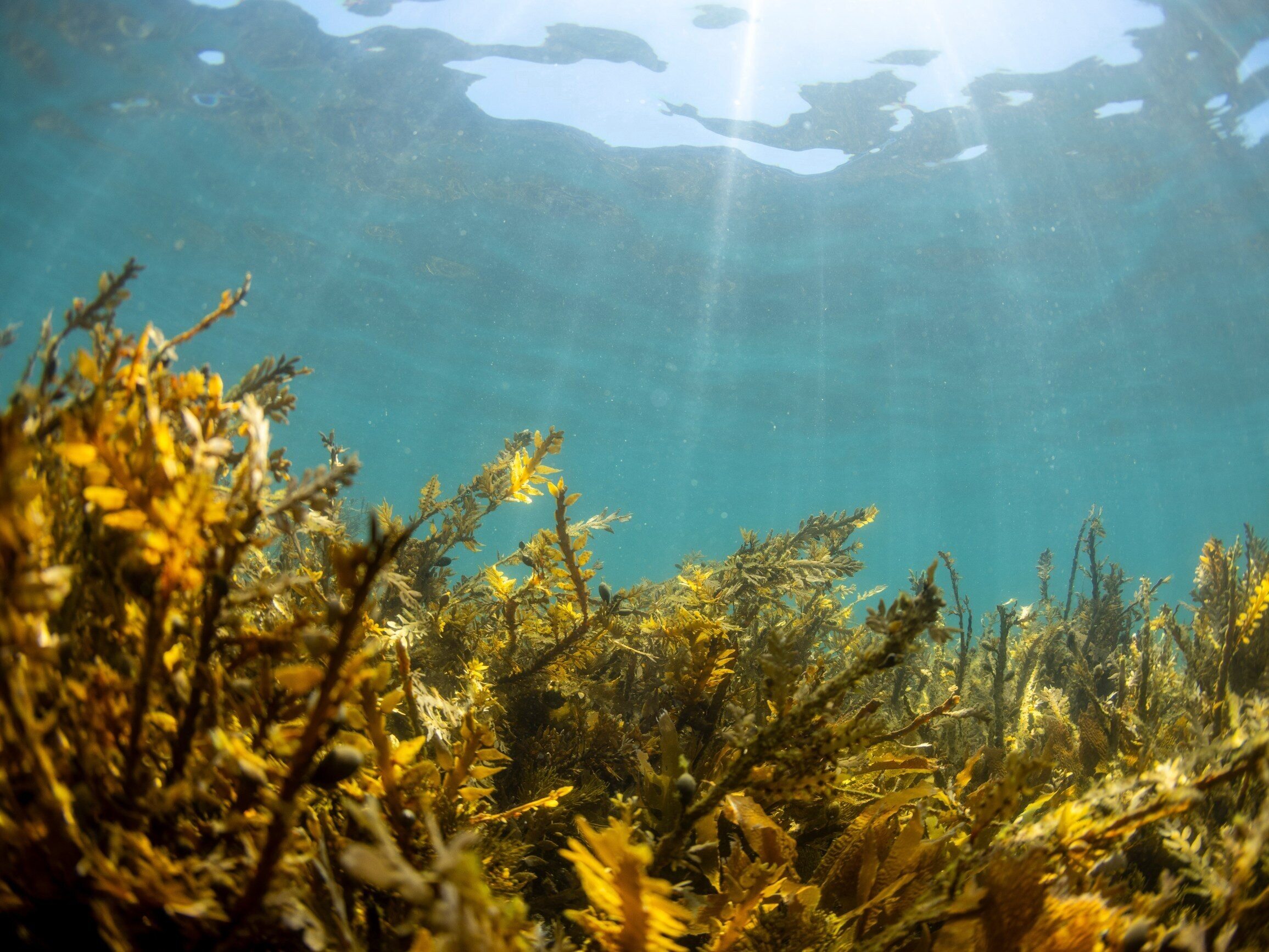 Treasures of the Baltic Sea.  Researchers have discovered the oldest seaweed – Wprost