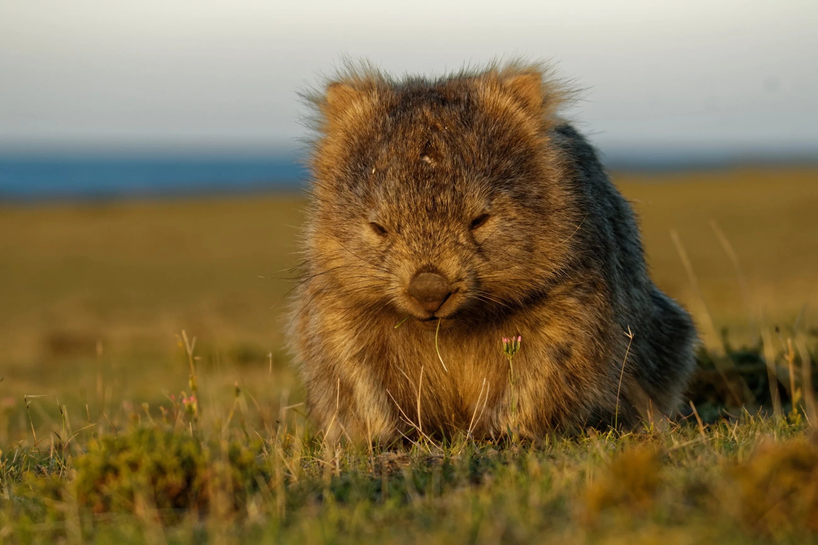 Wombat