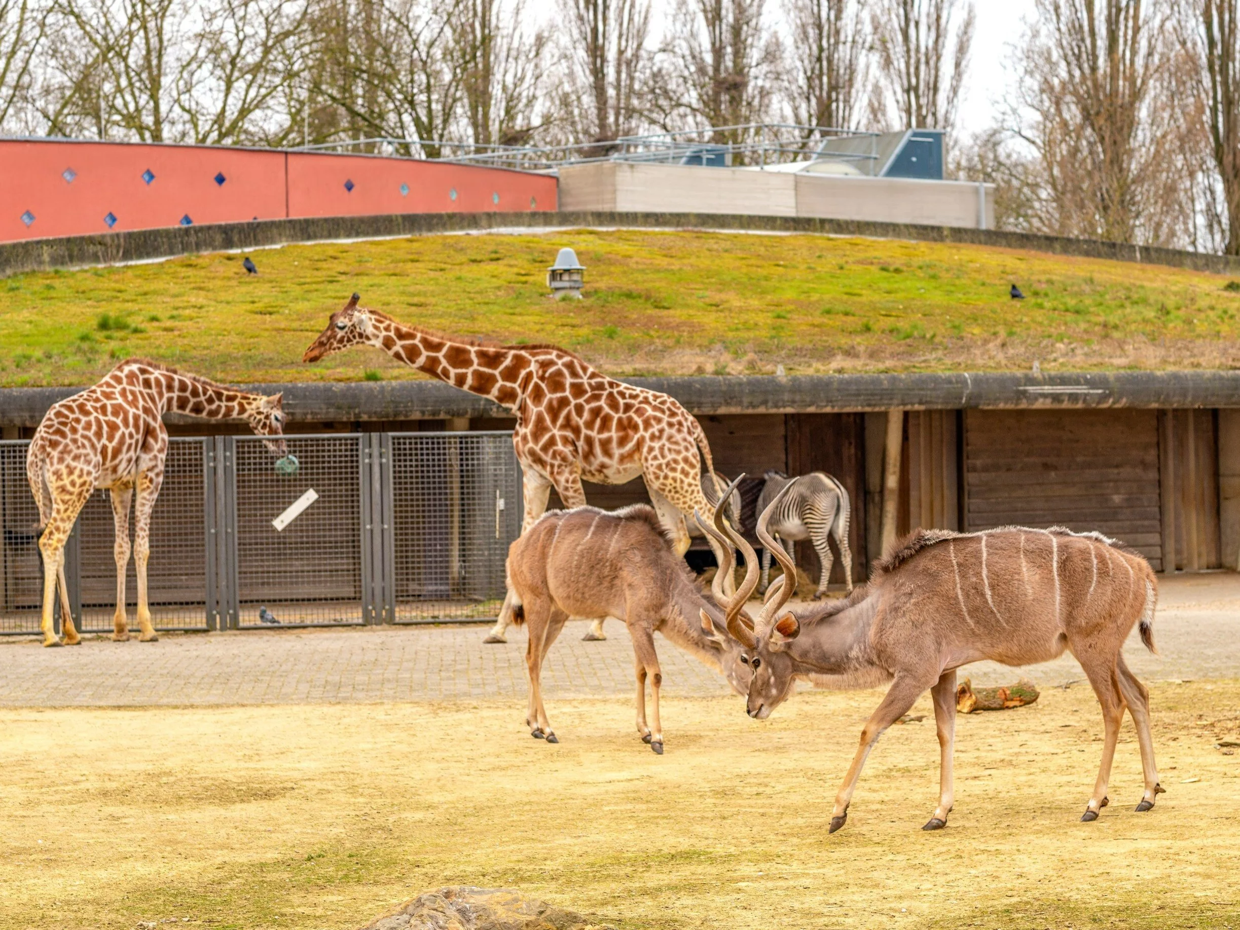 Zwierzęta w ZOO/zdjęcie poglądowe