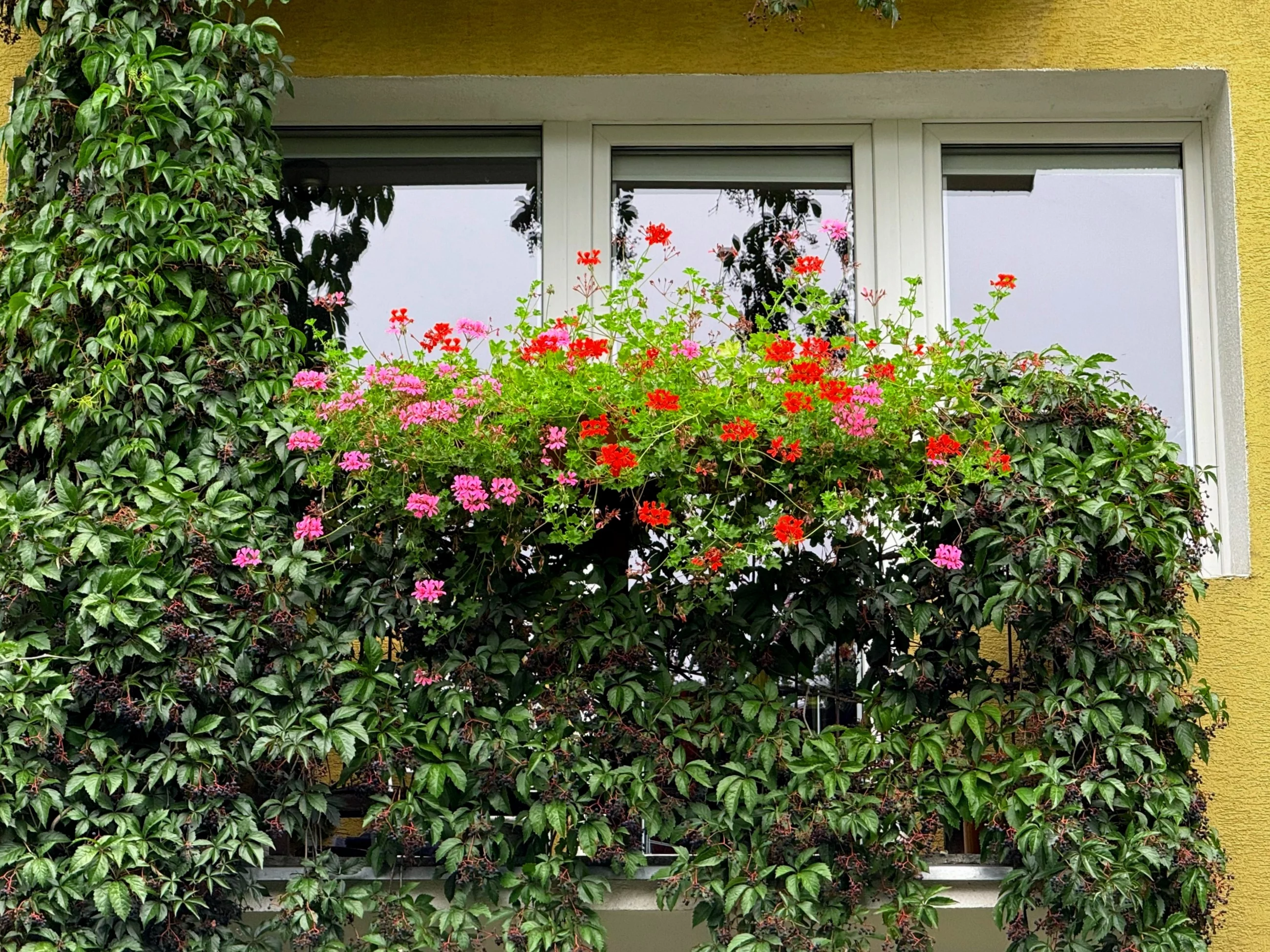 Dzięki temu pelargonie na balkonie będą kwitły do listopada