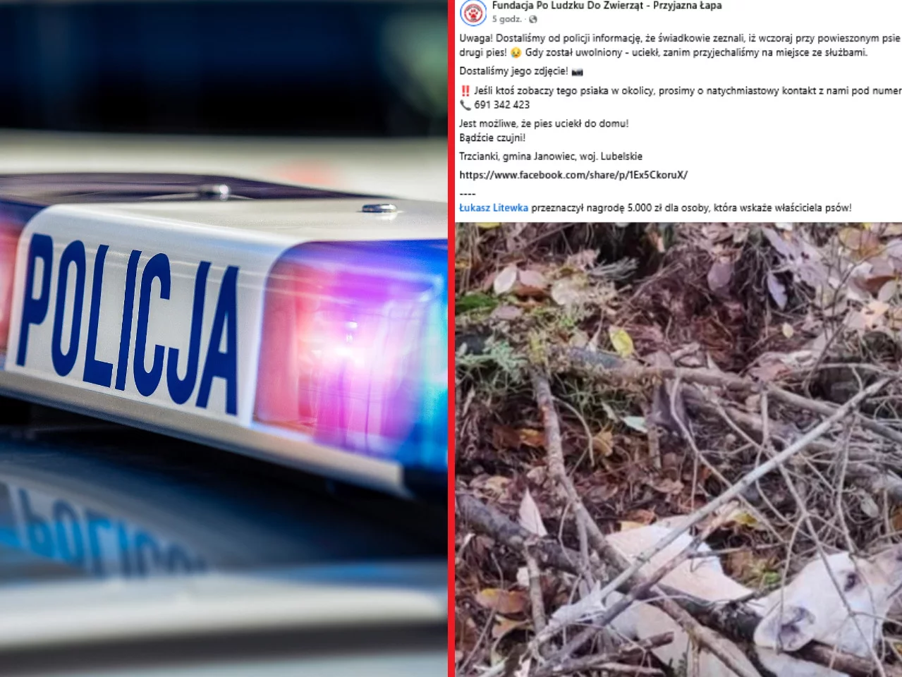 Wstrząsające odkrycie grzybiarzy. Litewka wyznaczył nagrodę