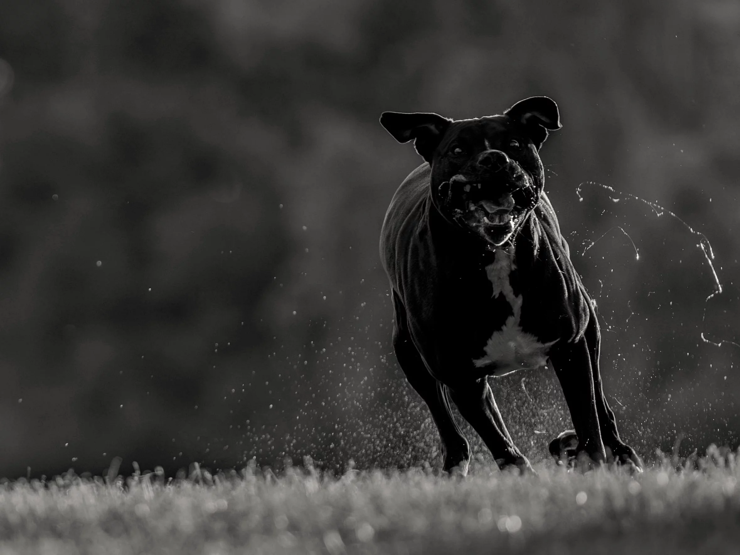 Wstrząsający finał grzybobrania. 46-latek nie żyje
