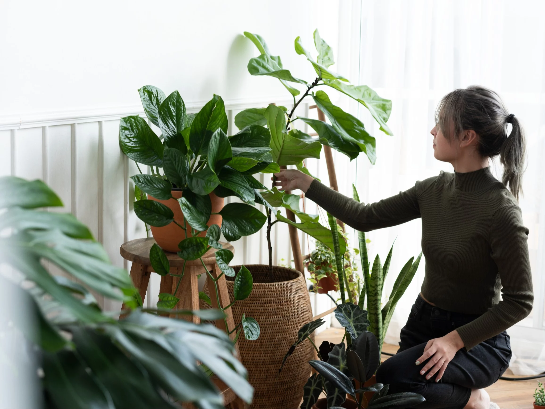 Wlej do doniczki – ziemiórki znikają w kilka dni. Domowy trik bez chemii