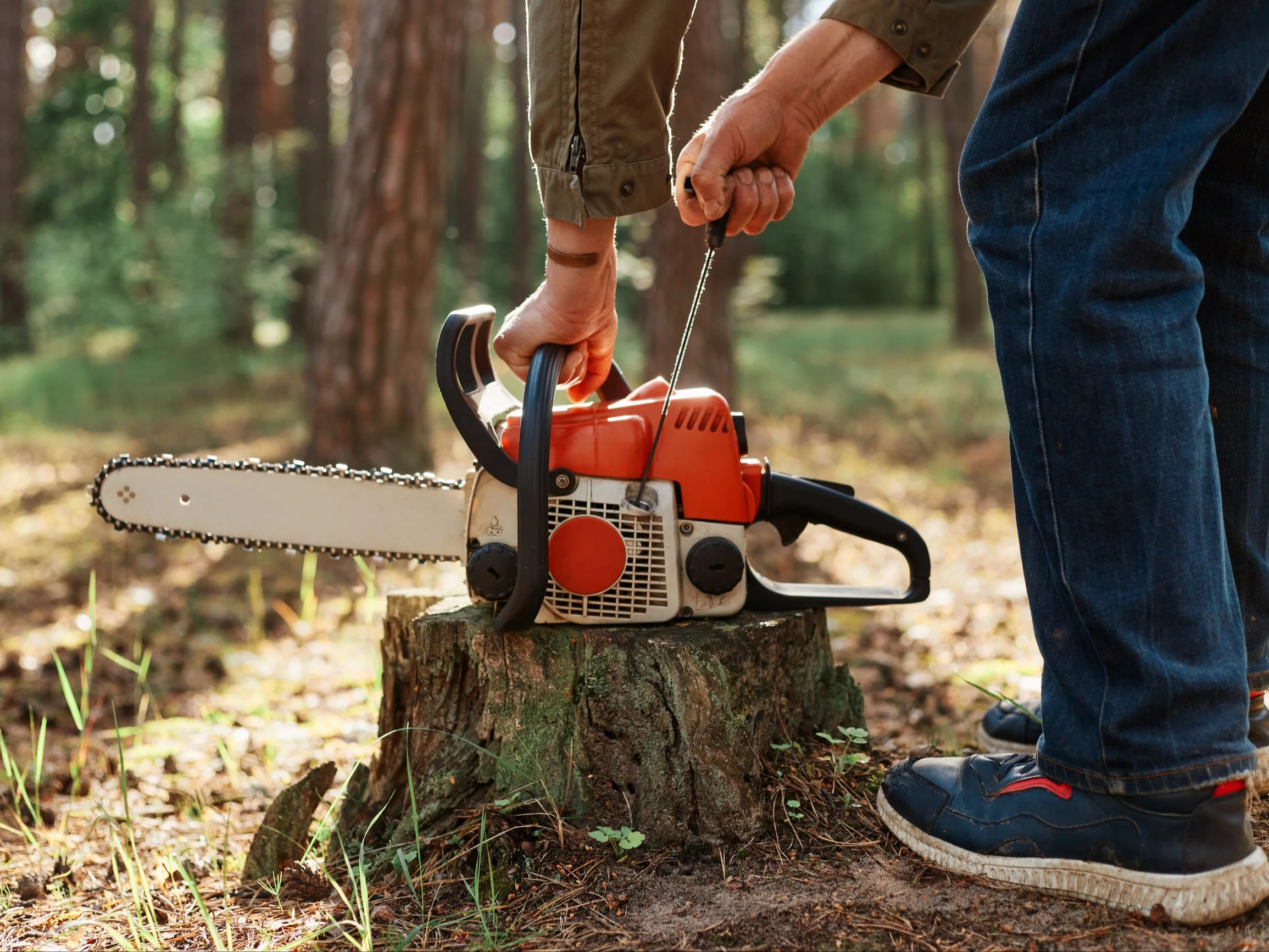 Pień po ściętym drzewie