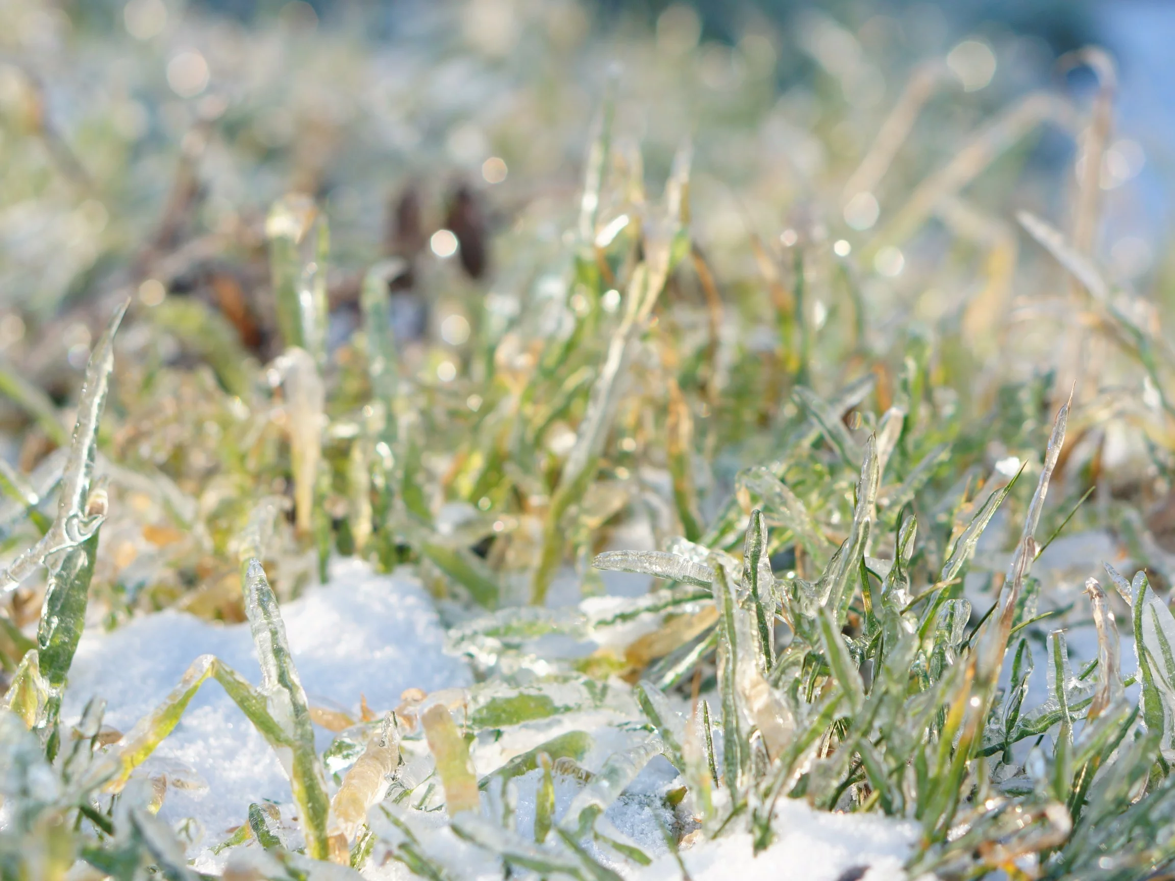 Zimowe nawożenie trawnika trzema prostymi składnikami – wapniem, azotem i węglem – wzmacnia murawę i przygotowuje ją do spektakularnego, wiosennego odrodzenia