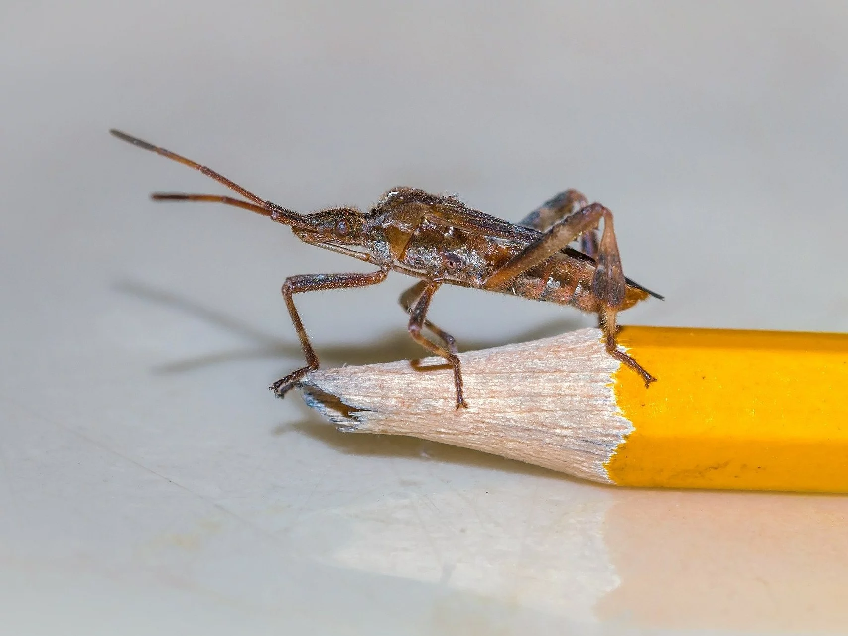 Wtyk amerykański, zdjęcie ilustracyjne