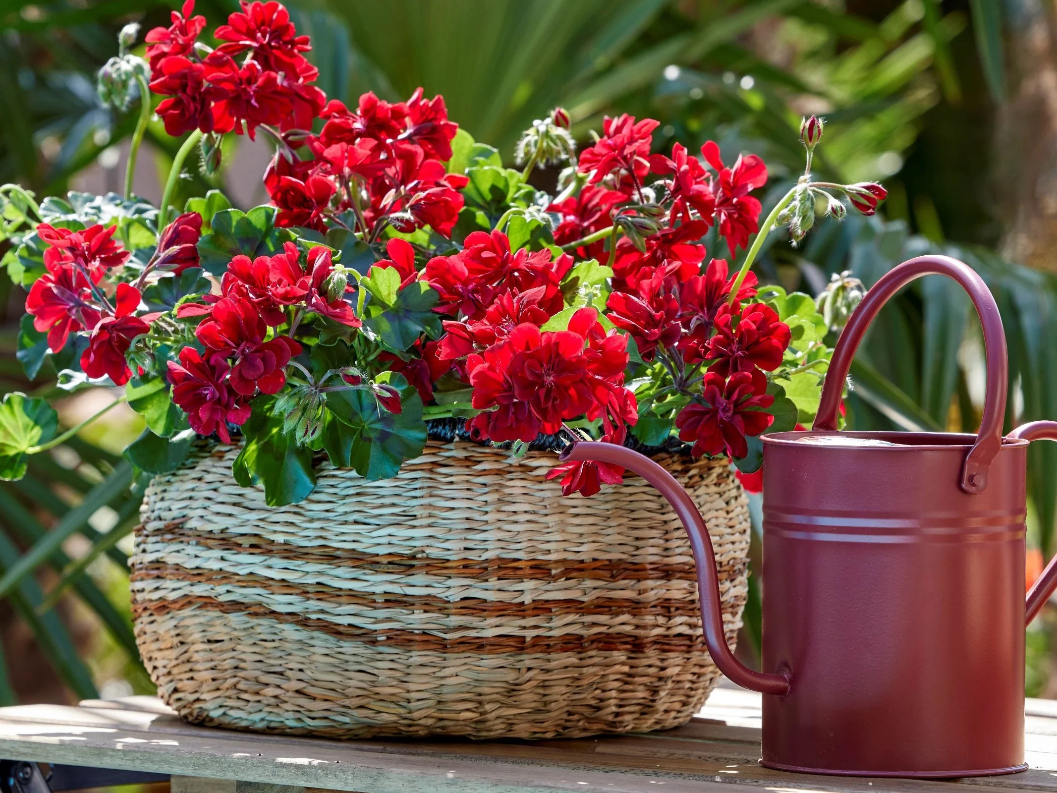 Pelargonie