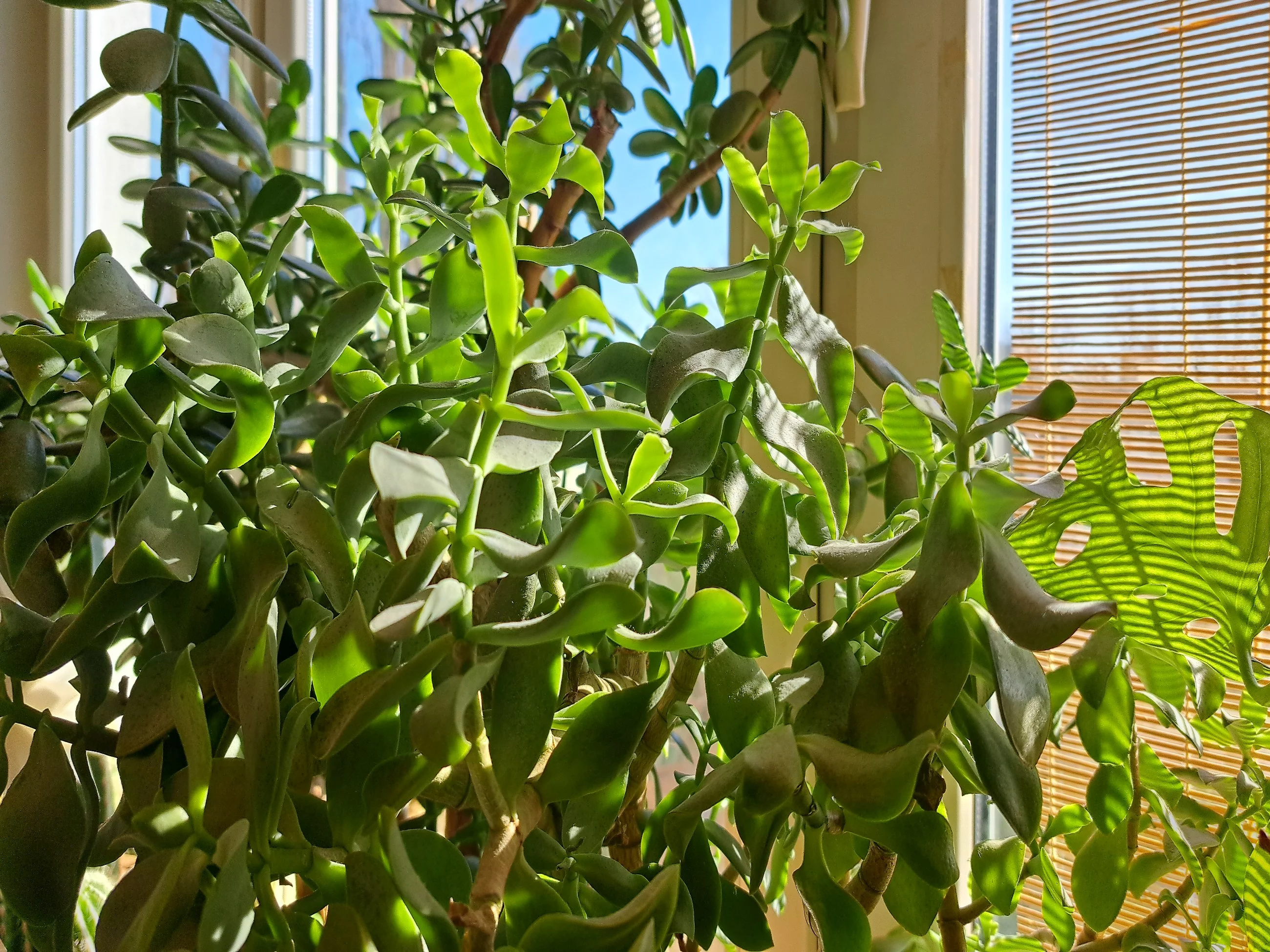 Grubosz zwany również drzewkiem szczęścia