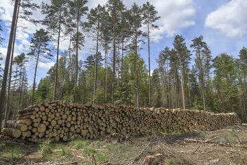 Wycinka drzew w Białowieży (zdj. z maja 2017 roku)