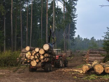 Wycinka drzew, zdjęcie ilustracyjne