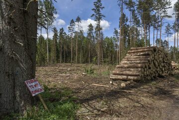 Wycinka na terenie Puszczy Białowieskiej