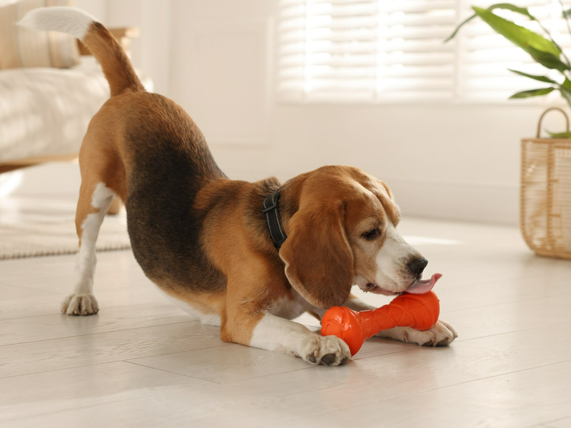 Ile Polacy wydają na zwierzęta domowe? Prawie tyle co na zdrowie