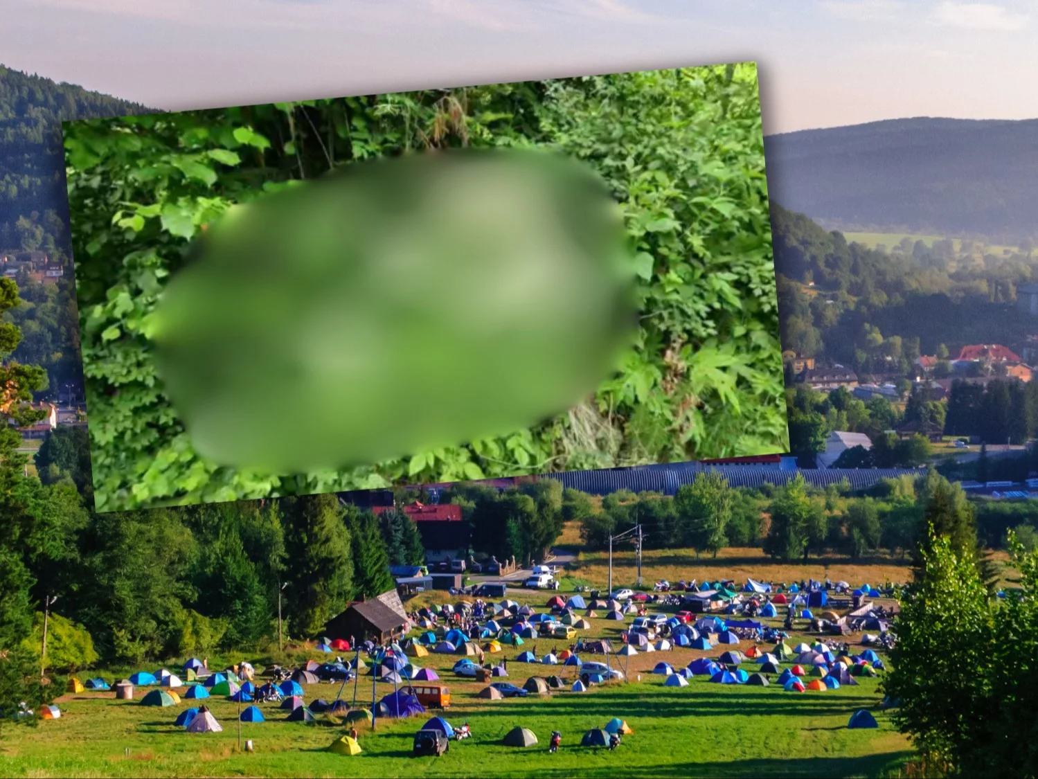 Intrygująca roślina odkryta w Ustrzykach Dolnych