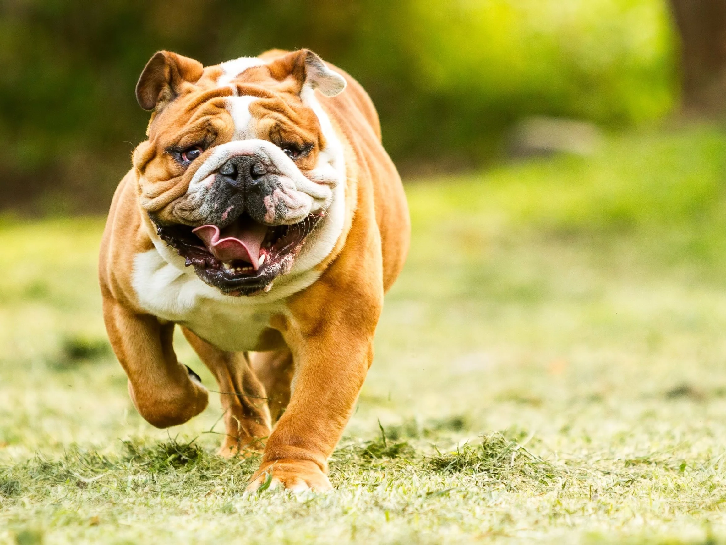 Psia krew a proces starzenia się u ludzi. Nowe badanie dało naukowcom „nadzieję”