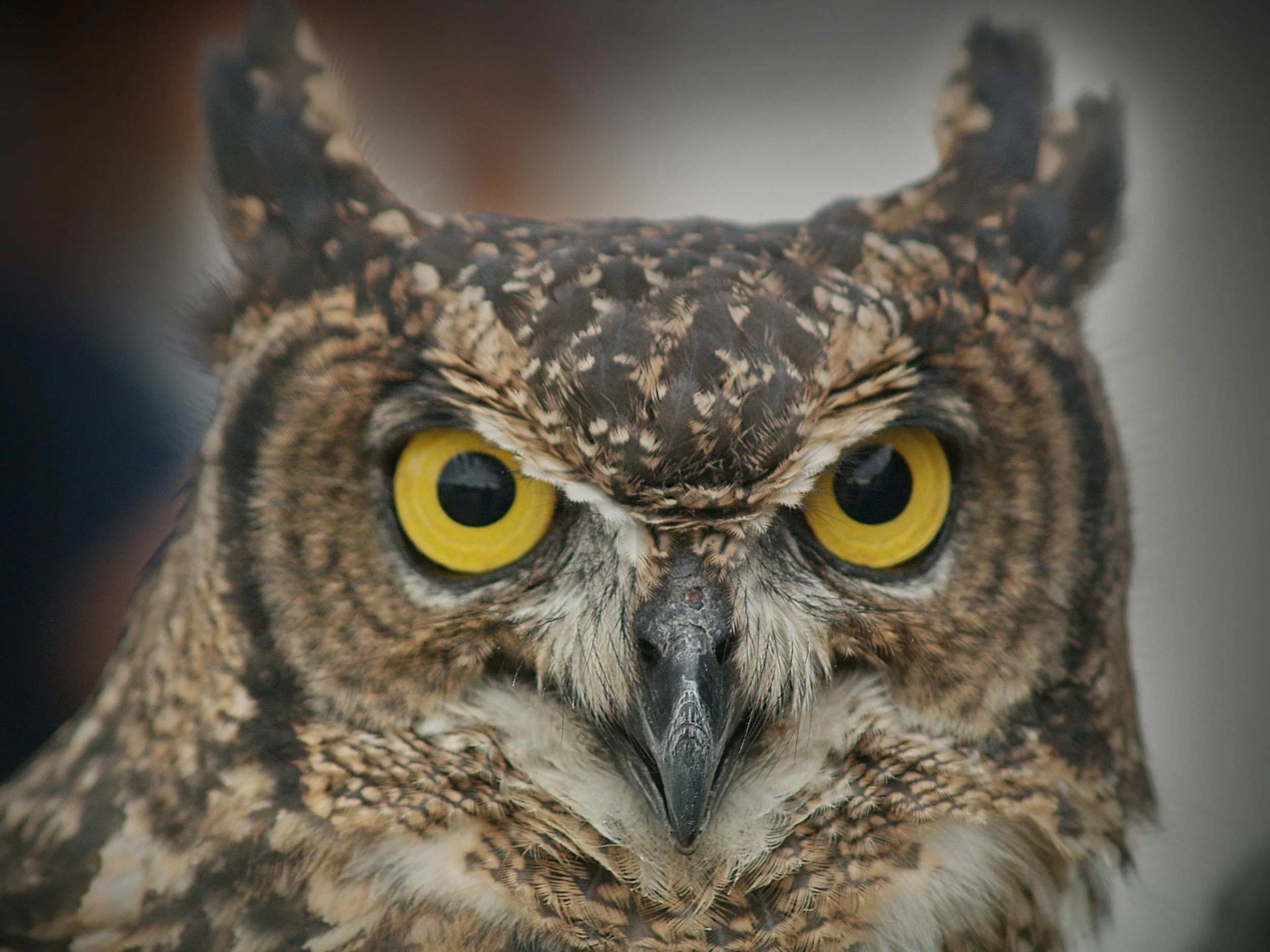 Quiz z wiedzy ogólnej