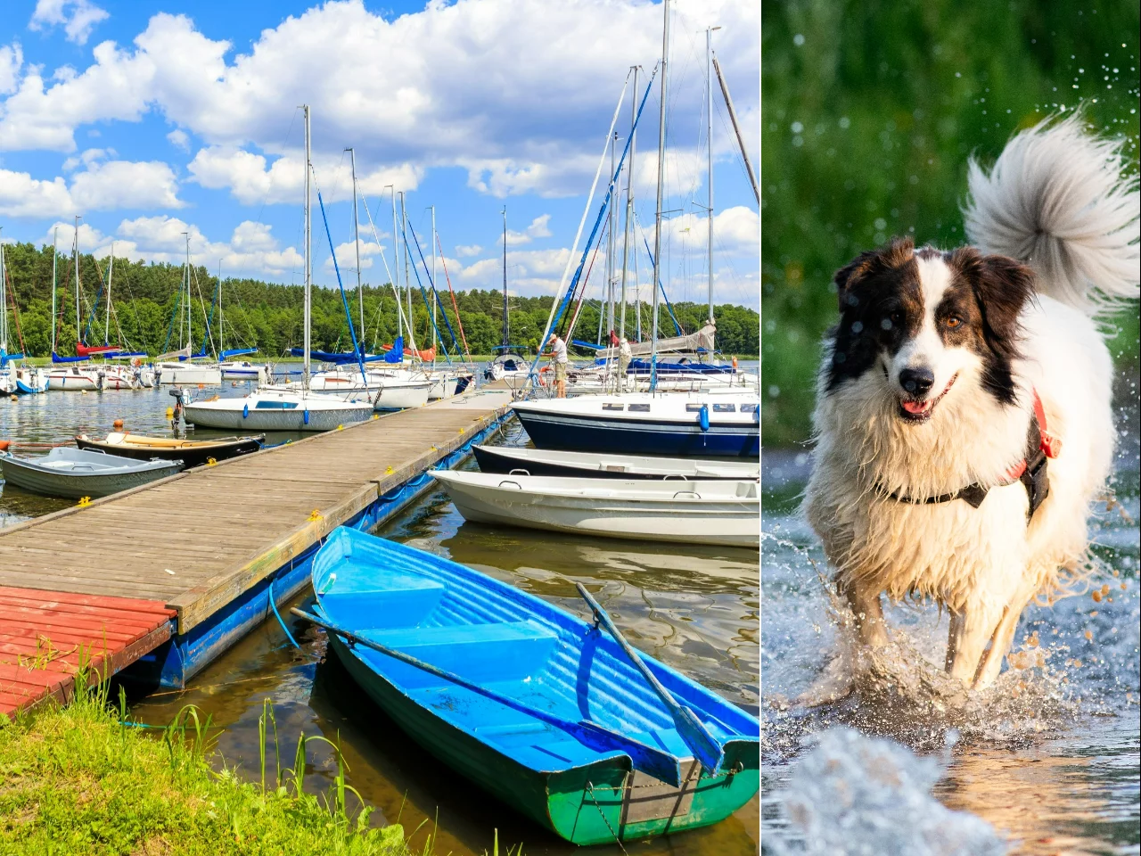 Port w Karwicy, pies nad jeziorem