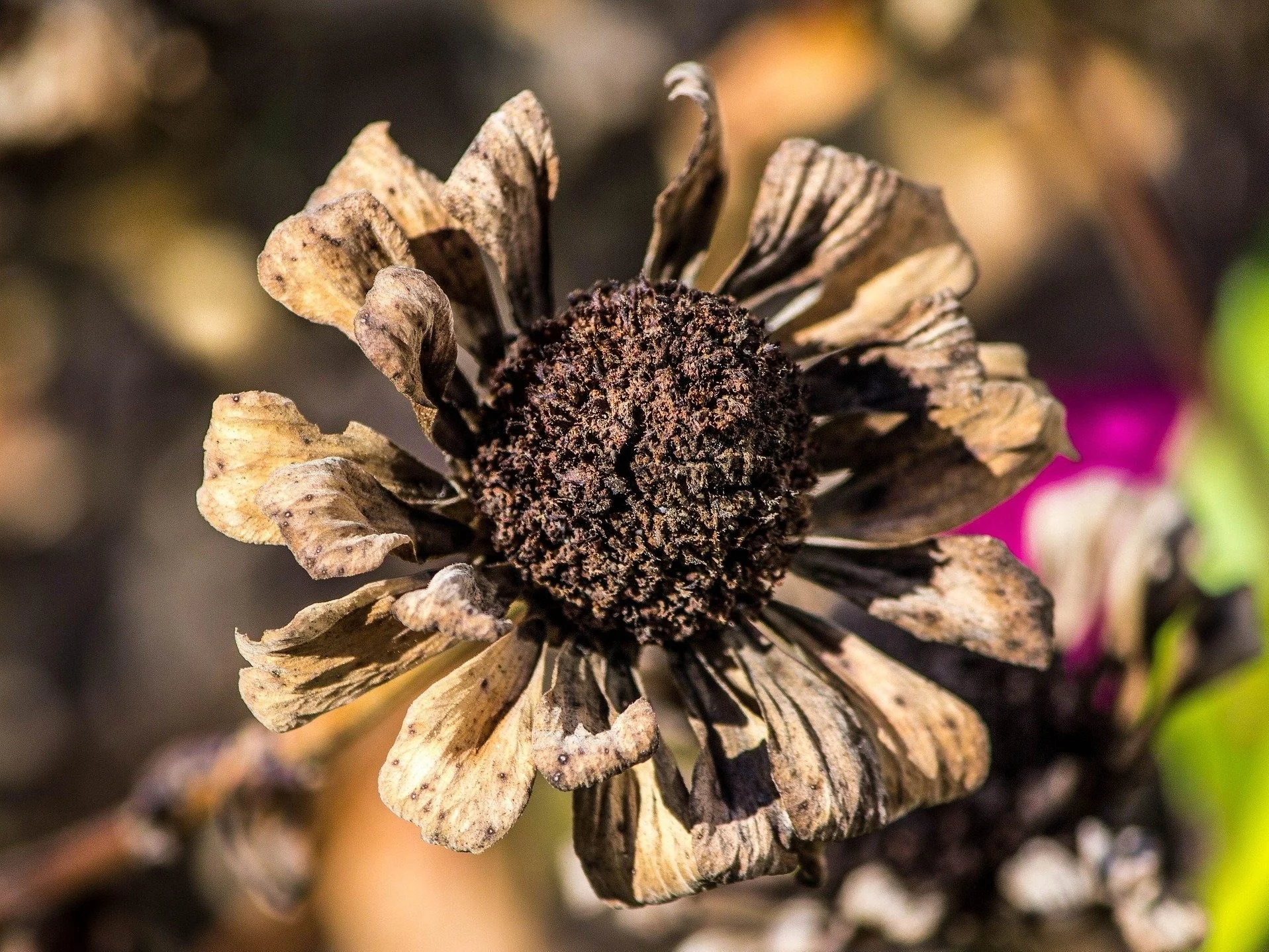 Nawet drobna sprzedaż czy wymiana nasion wymaga rejestracji w inspektoracie