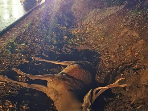 Wypadek z dzikim zwierzęciem