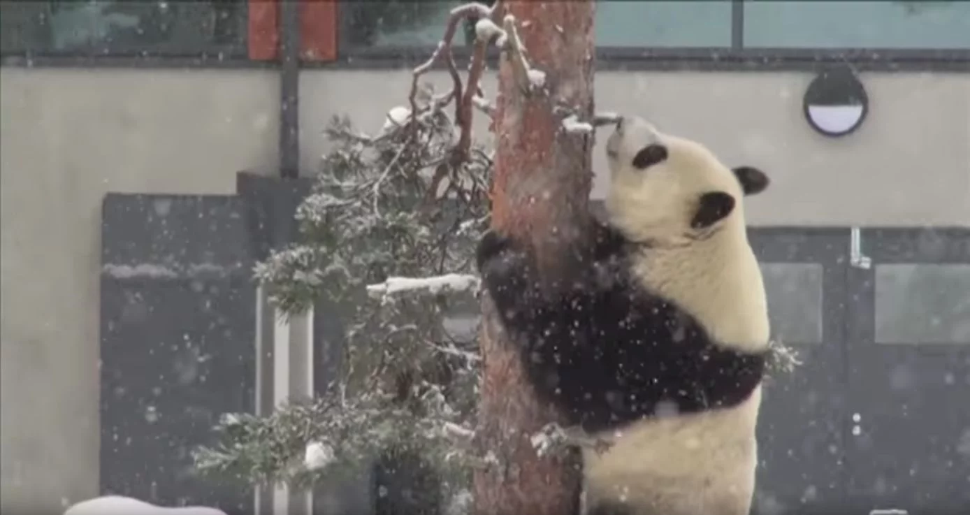 Panda w fińskim zoo