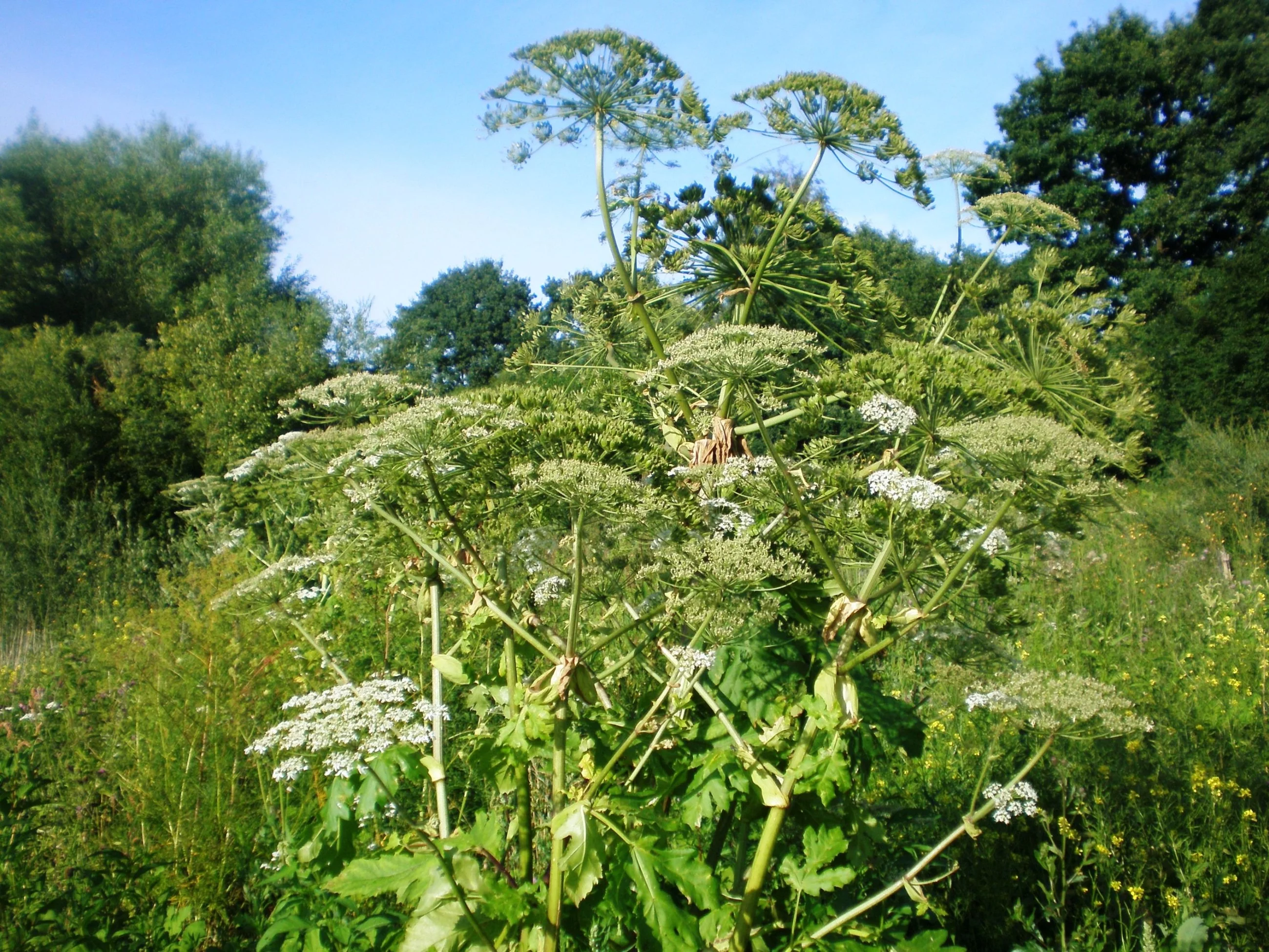 Barszcz Sosnowskiego / Heracleum Sosnowskyi