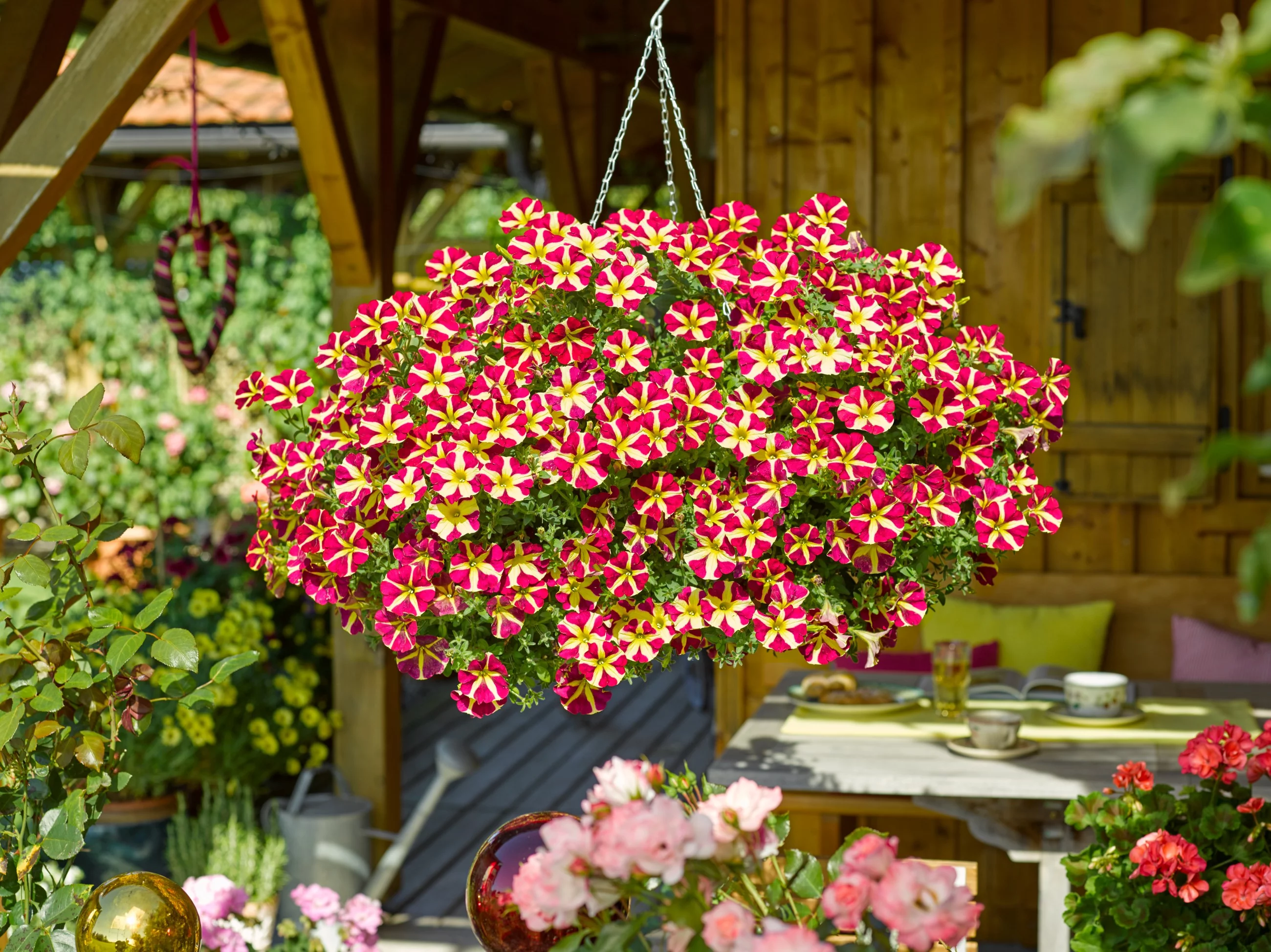 Petunia grandiflora Amore Queen of Hearts