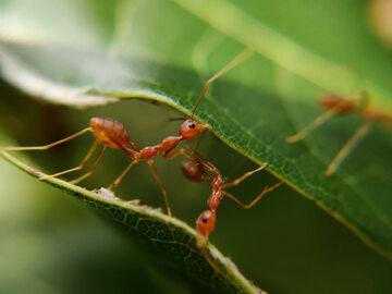 Wystarczy rozsypać wokół mrowiska – prosty patent na mrówki
