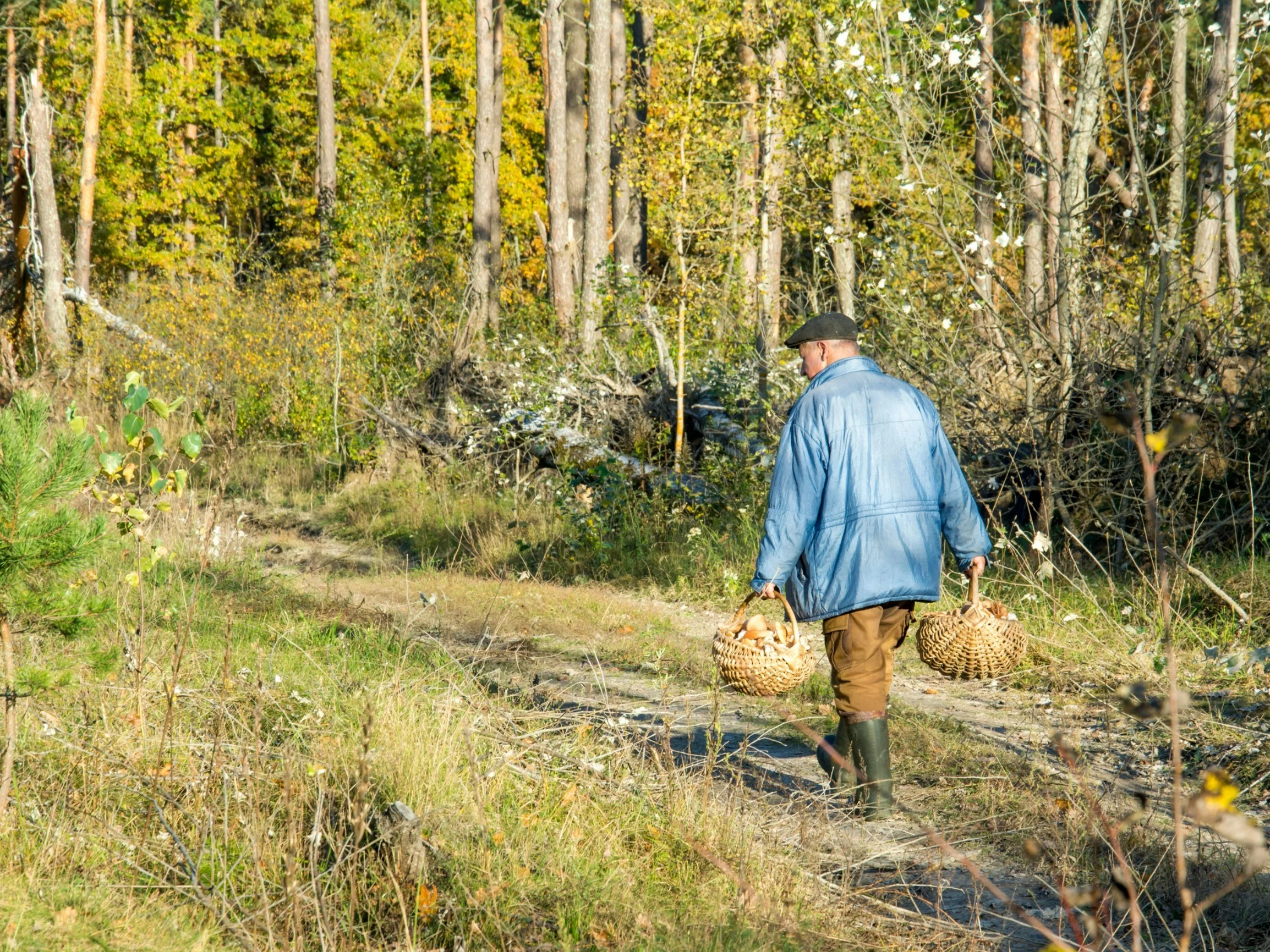 Wysyp gigantycznych grzybów w polskich lasach. „Pojawiają się mutanty”
