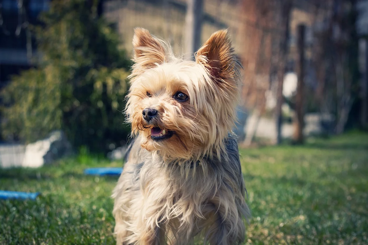 Yorkshire terrier