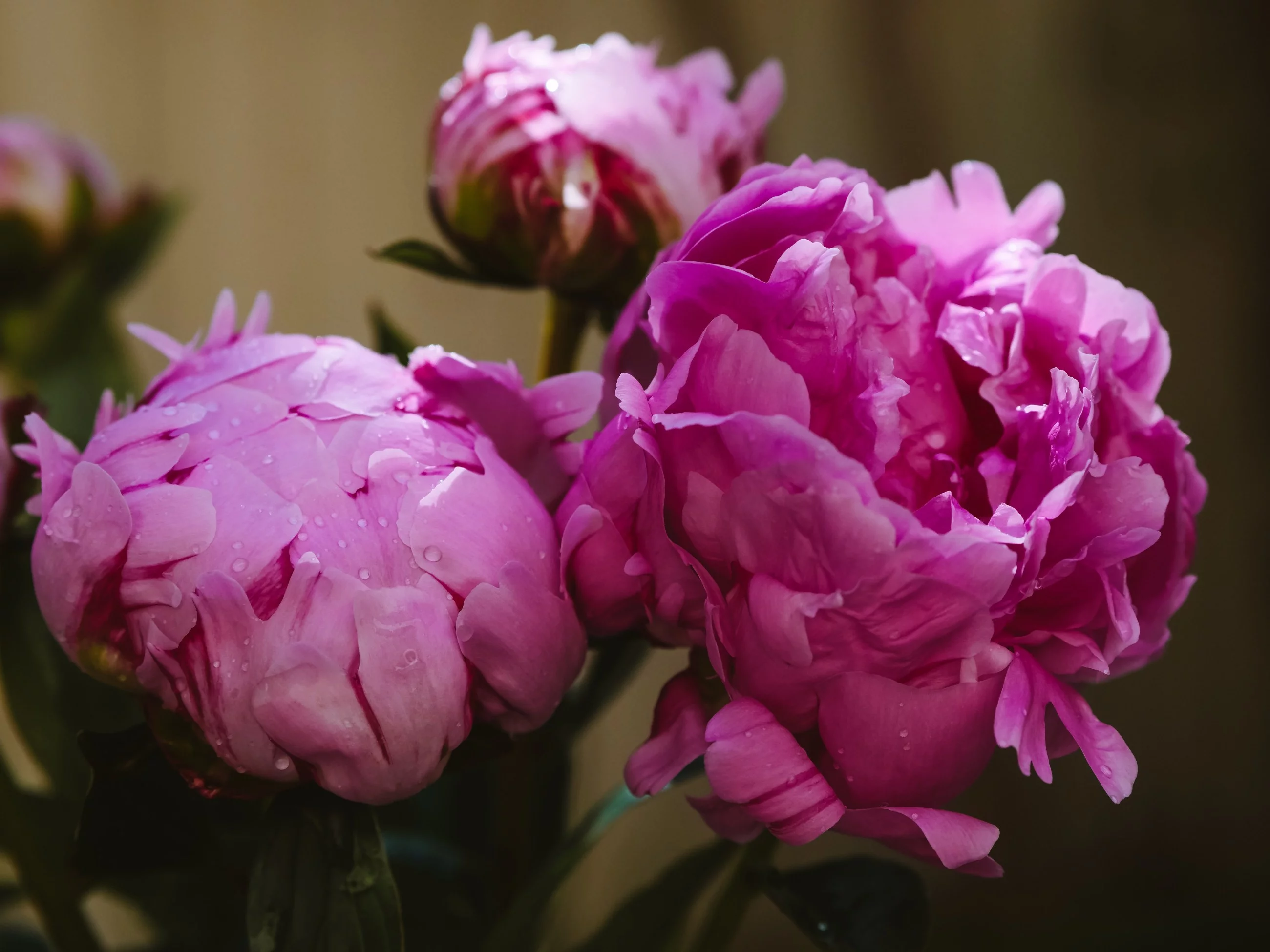 Peonie