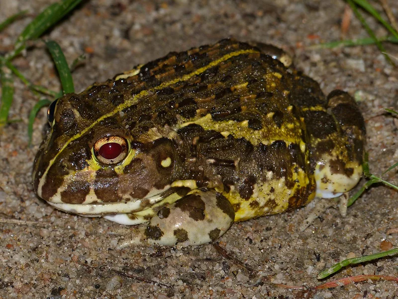 Żaba rycząca (American bullfrog)