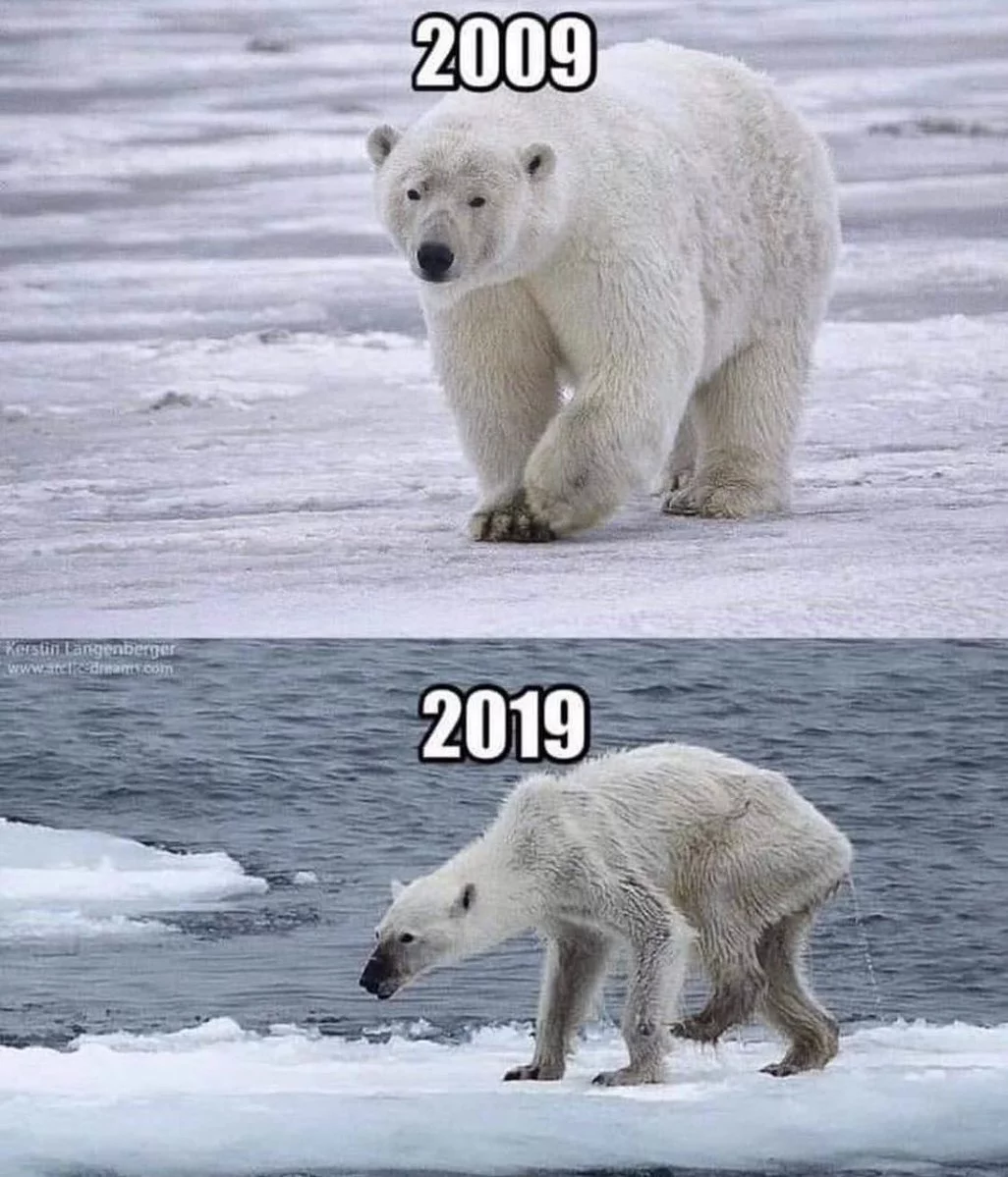 Odpowiedź ekologów na „10 years challenge”