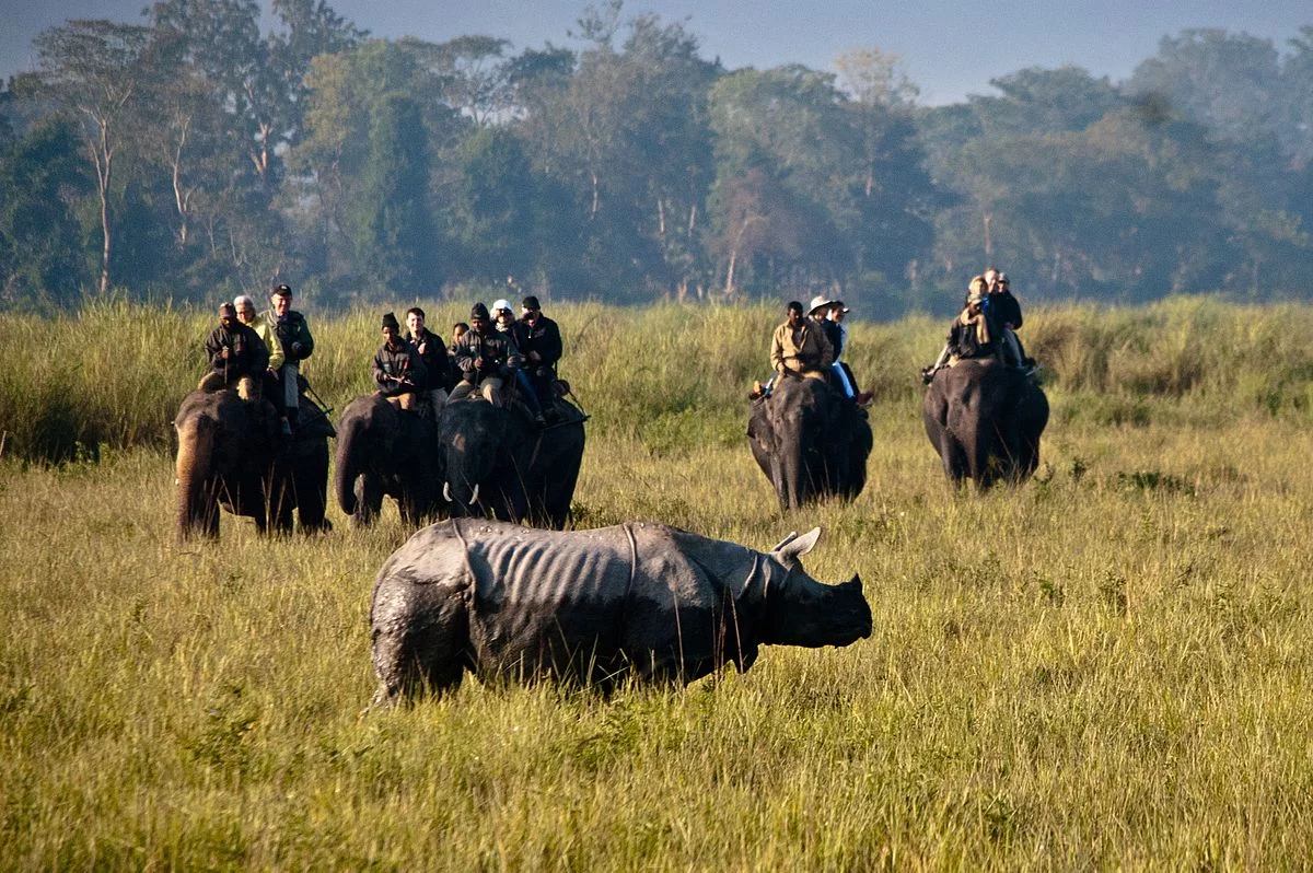 Safari w Parku Kaziranga