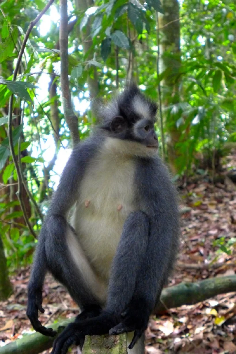 Langur