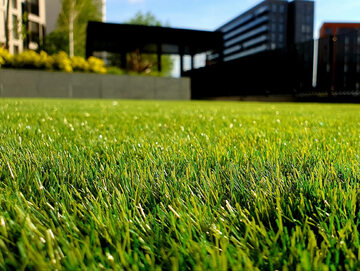Zadbany trawnik przed domem