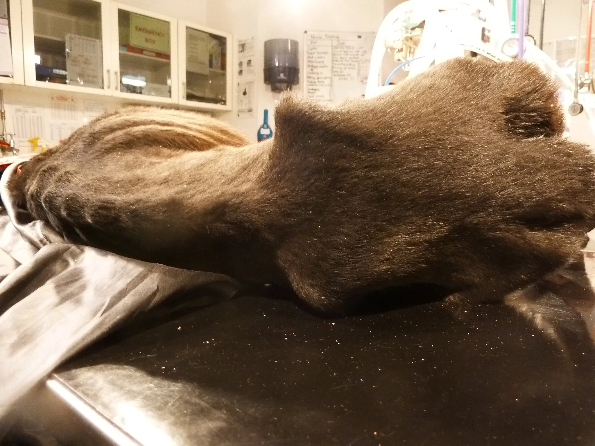 Zaniedbane psy w Swindon