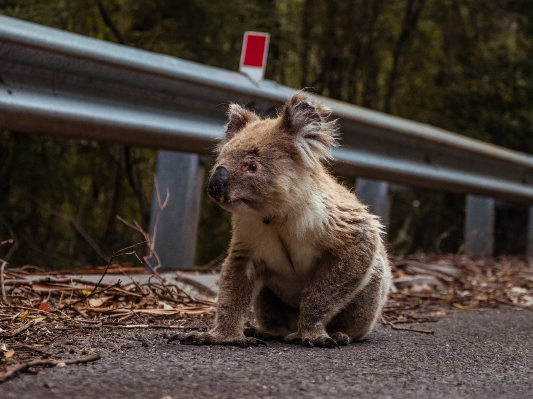 Koala przechodząca przez ulicę