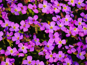 Żagwin tworzy w ogrodzie dywany fioletowych kwiatuszków