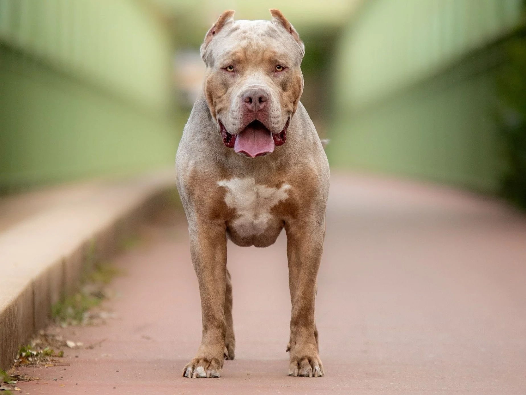 American XL Bully