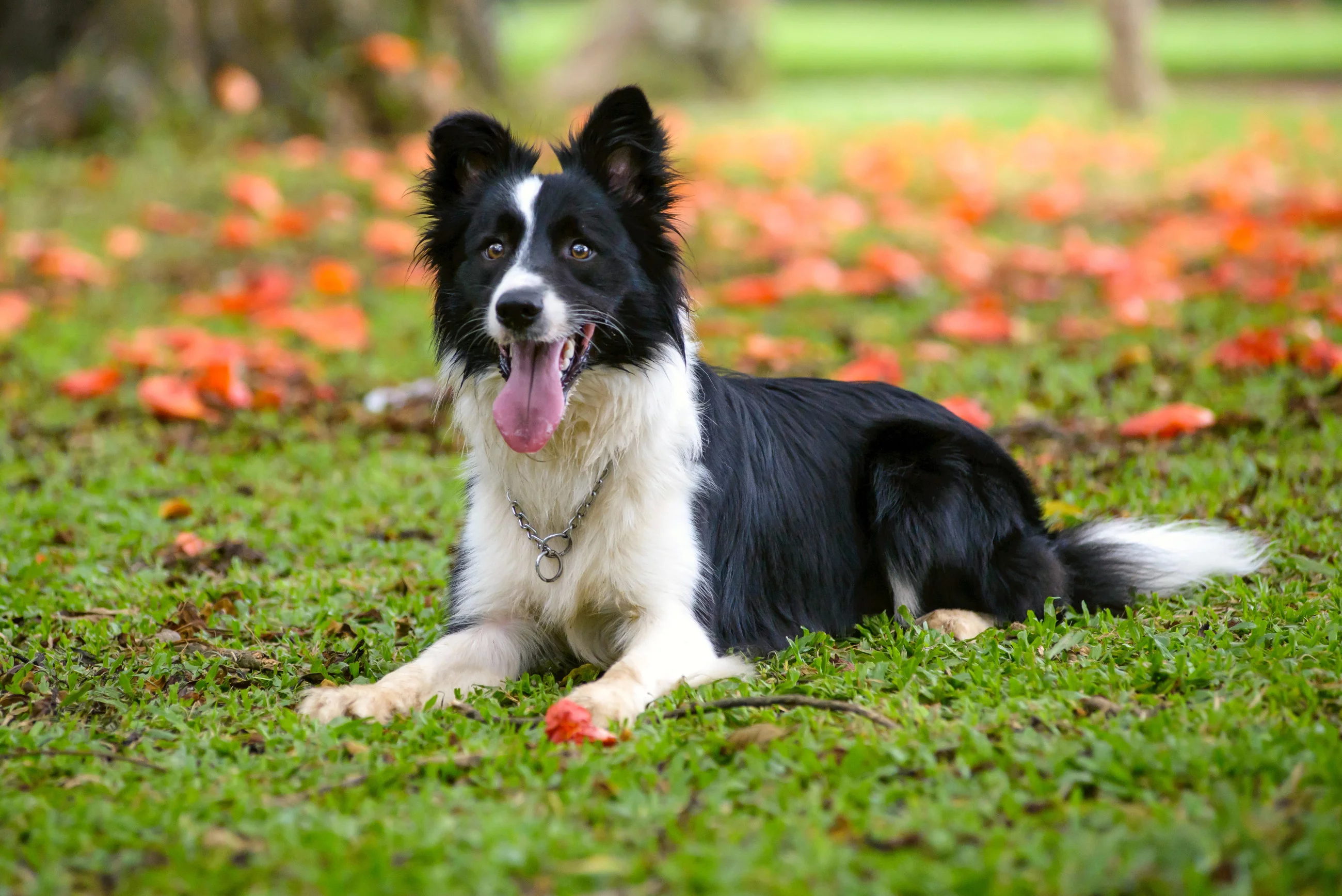 Pies rasy border collie