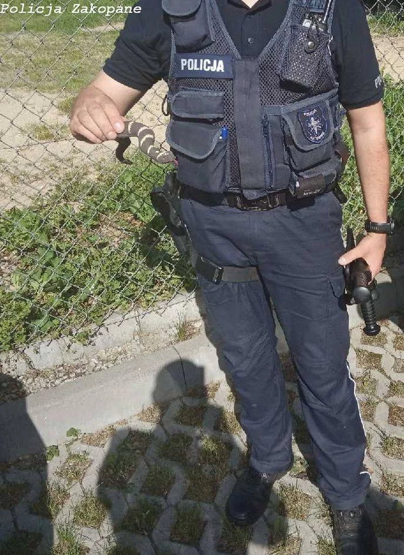 Policjant z zabawkową żmiją