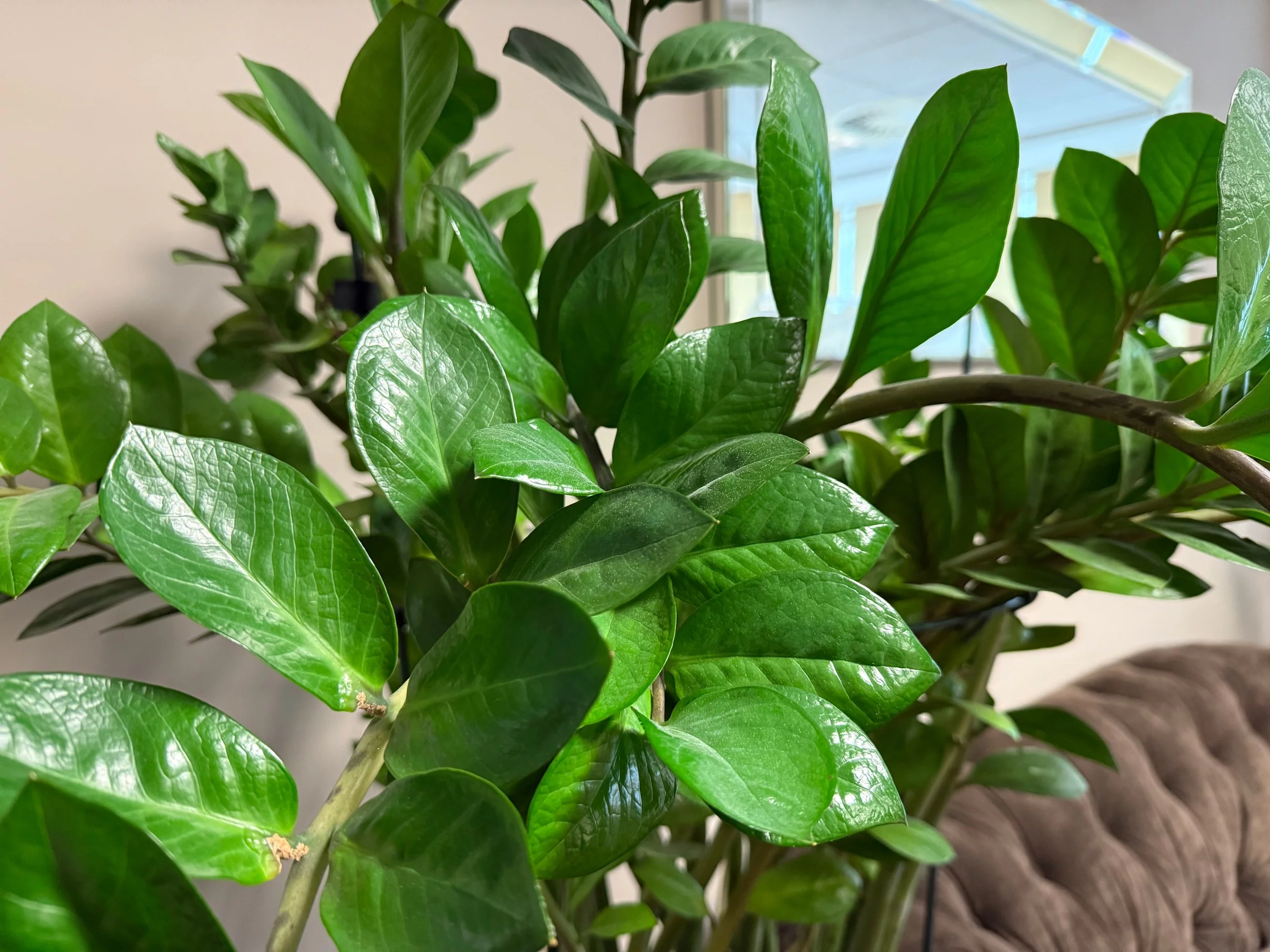 Dlaczego zamiokulkas nie wypuszcza nowych liści? Sprawdź, co może hamować wzrost rośliny!