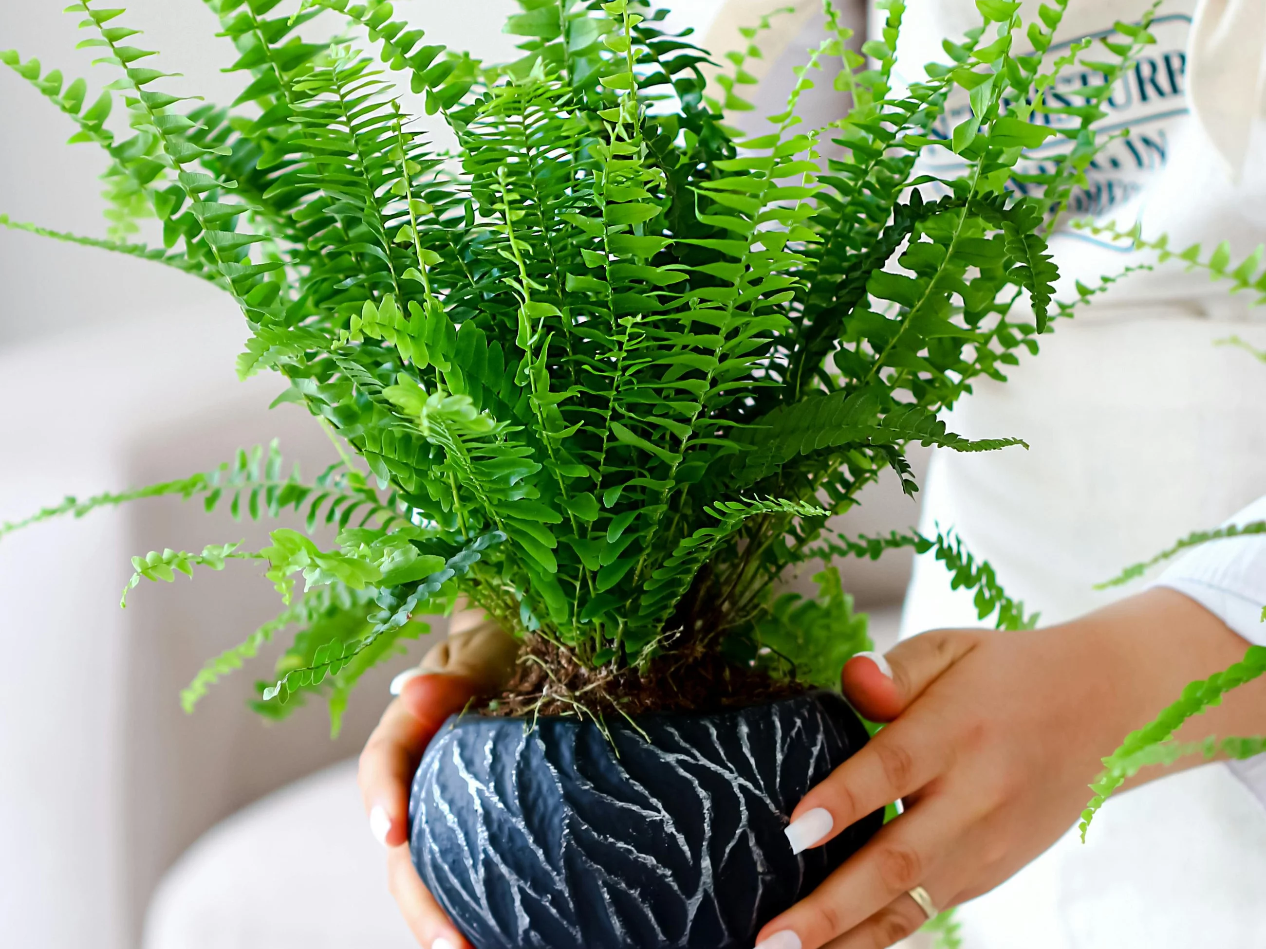 Woda po gotowaniu ryżu to darmowa i skuteczna odżywka, która pobudza paprotkę do wypuszczania nowych pędów