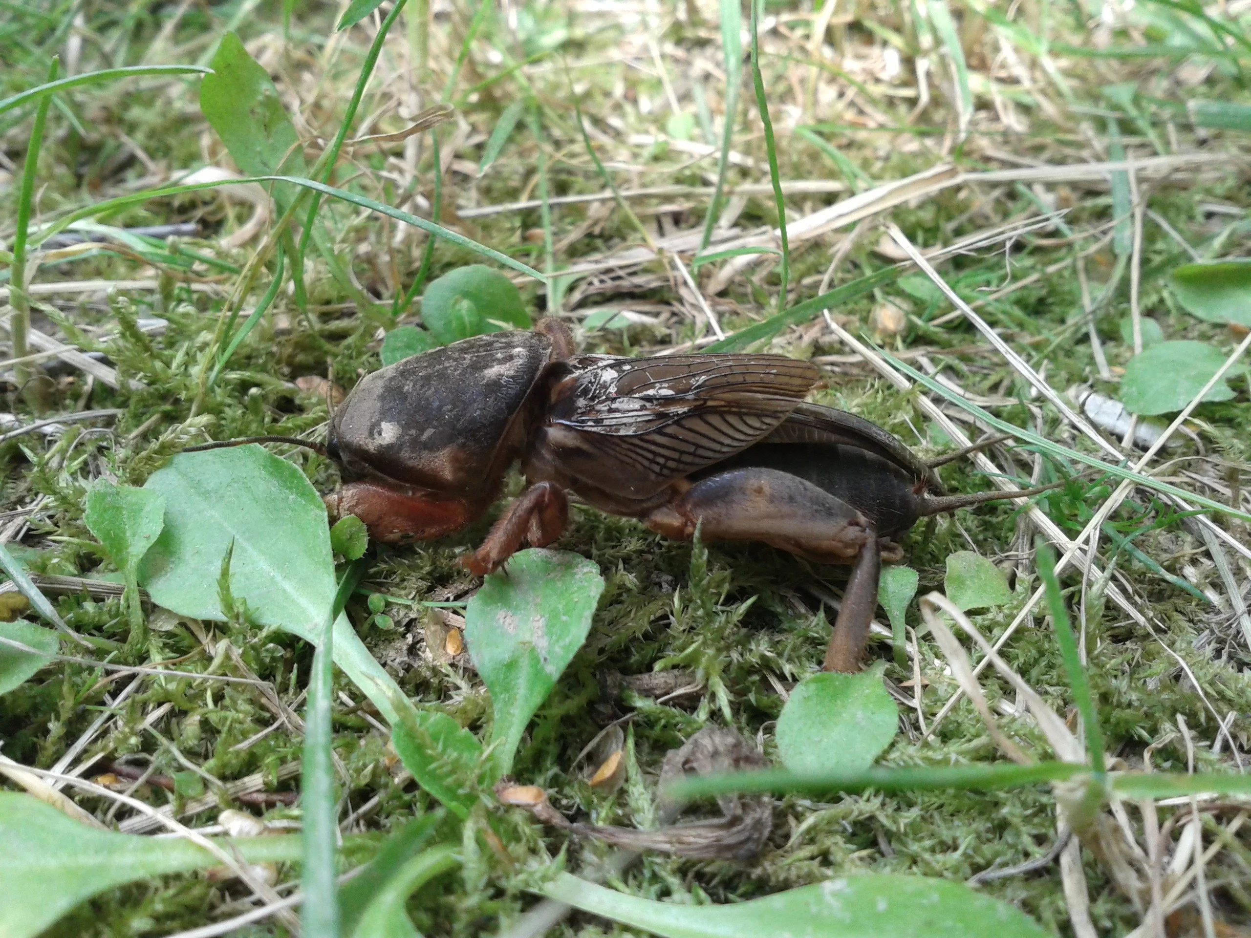 Niewielkie otwory i zapadająca się ziemia to pierwszy sygnał – szybka reakcja pozwala zatrzymać turkucia, zanim zniszczy korzenie roślin